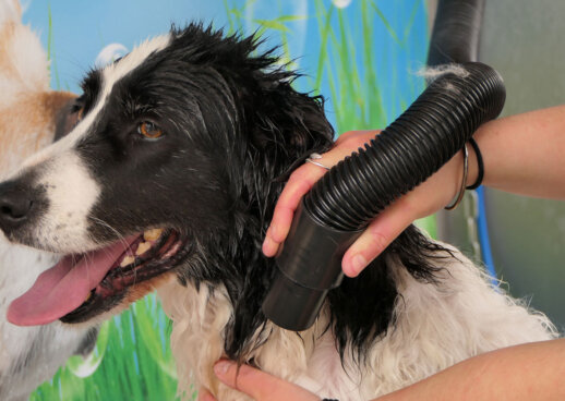 Station lavage canin libre service argeles sur mer 